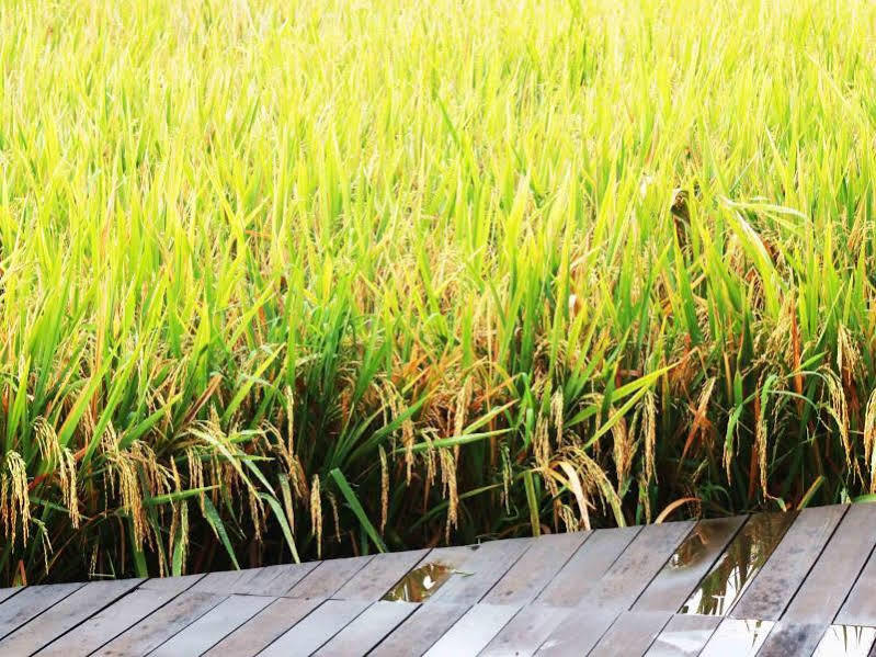 Bening Bungalow Ubud  Bagian luar foto